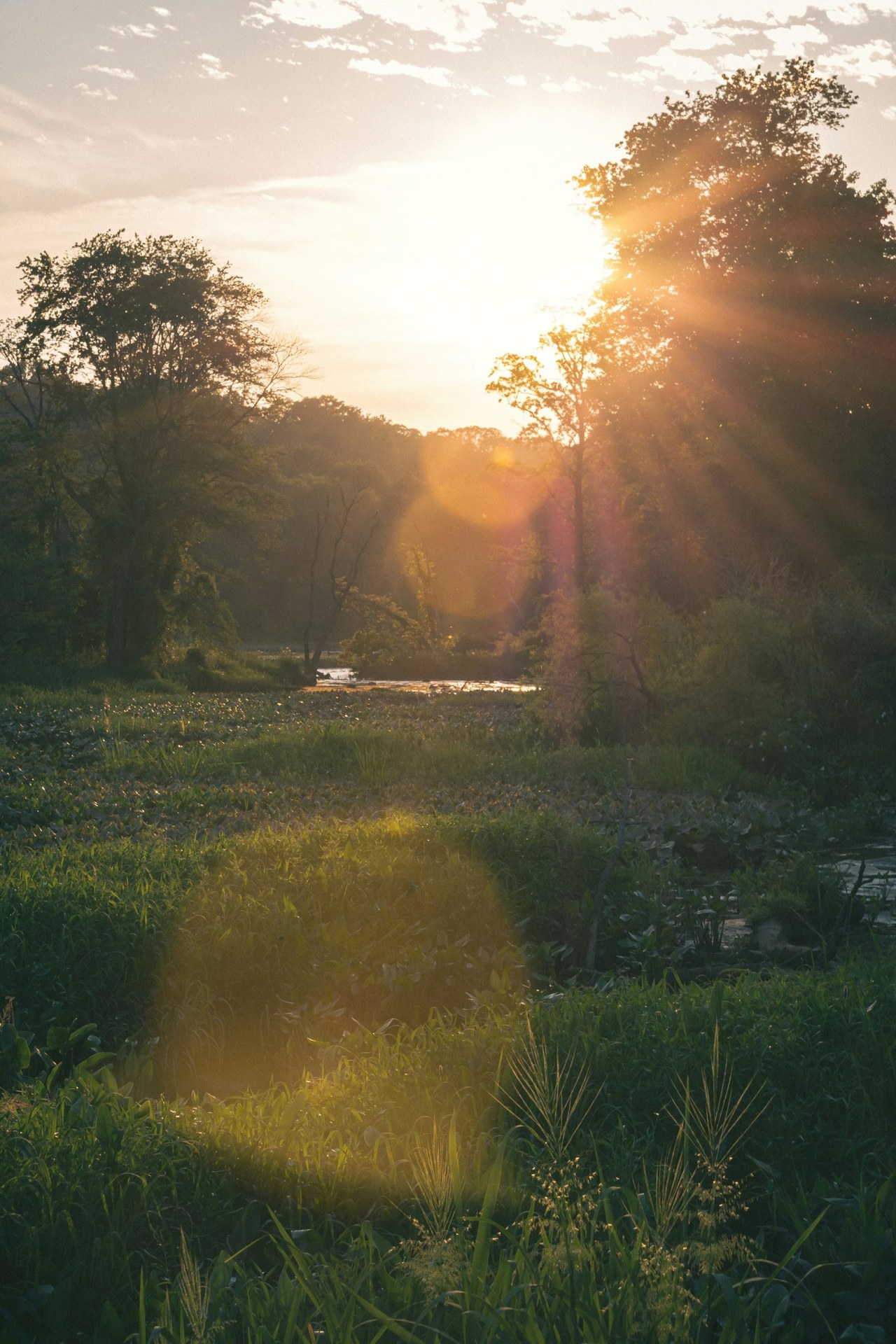 Sun shining on a grassland